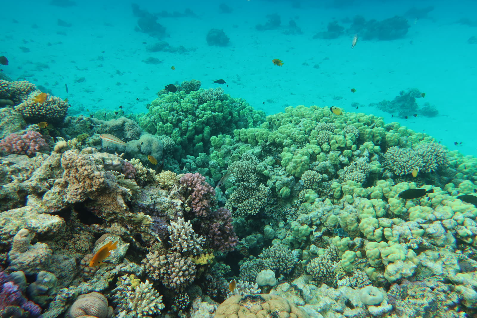 Red Sea